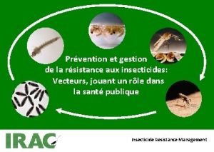 Prvention et gestion de la rsistance aux insecticides