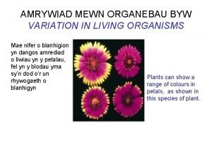 AMRYWIAD MEWN ORGANEBAU BYW VARIATION IN LIVING ORGANISMS