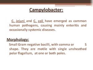 Campylobacter jejuni