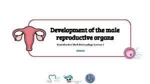 Development of the male reproductive organs Reproductive blockEmbryologyLecture