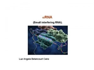 si RNA Small interfering RNA Luz Angela Betancourt