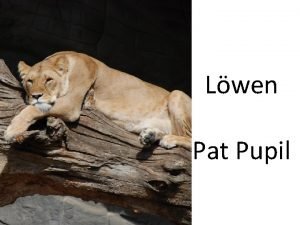 Lwen Pat Pupil Lateinischer Name Panthera leo Gattung