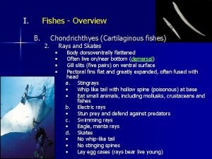 I Fishes Overview B 2 Chondrichthyes Cartilaginous fishes
