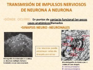 TRANSMISIN DE IMPULSOS NERVIOSOS DE NEURONA A NEURONA