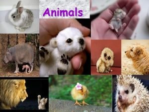 Animals Animals as pets Most people in Britain