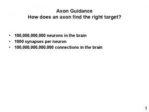 Axon Guidance How does an axon find the