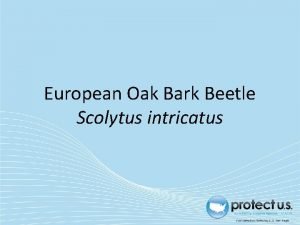 Scotylus