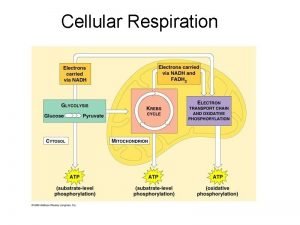 Cellular Respiration Cellular Respiration Have you ever wondered