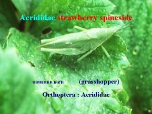 Acrididae strawberry spineside grasshopper Orthoptera Acrididae Actias sp