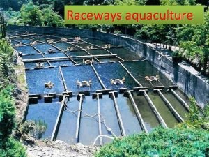 Raceways in aquaculture