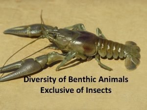 Diversity of Benthic Animals Exclusive of Insects Categories