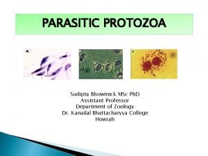 Life cycle protozoa