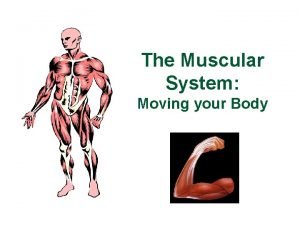 Skeletal muscle location