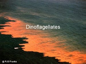 Dinoflagellates What are Dinoflagellates Most dinoflagellates are marine