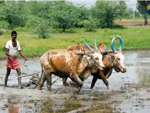 In which season is paddy cultivated