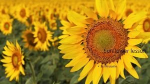 Sunflower lesson By Mirabelle Aim learning how to