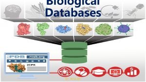 Biological Databases Dr Hilal AY What Bioinformatics Institutes