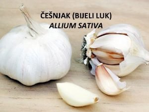 ENJAK BIJELI LUK ALLIUM SATIVA ZANIMLJIVOSTI o ljekovitim