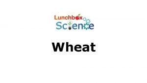 Wheat A history of wheat Wheat was developed