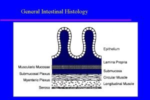 General Intestinal Histology Activities of the Gastrointestinal Tract