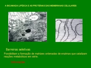 A BICAMADA LIPDICA E AS PROTENAS DAS MEMBRANAS