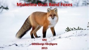 Mickelina Dual Band Foxes GRJ Gteborgs Rvjgare 2015
