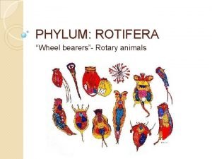 Rotifers