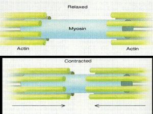 Excitation contraction coupling Excitationdepolarization of muscle fiber Development