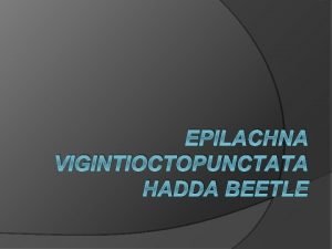Hadda beetle family