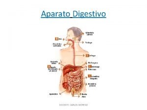 Aparato Digestivo DOCENTE CARLOS MORENO Funciones Principales DOCENTE