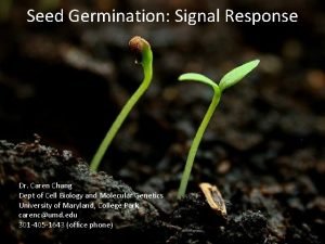 Seed Germination Signal Response Dr Caren Chang Dept
