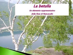 La betulla Un elemento rappresentativo della flora di