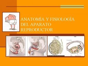 ANATOMA Y FISIOLOGA DEL APARATO REPRODUCTOR La reproduccin