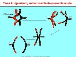 Tema 7 Ligamiento entrecruzamiento y recombinacin 1 Objetivos