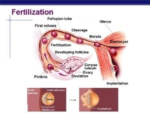 Fertilization AP Biology 2005 2006 Fertilization Joining of