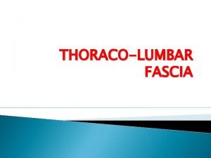 Lateral raphe of thoracolumbar fascia Lateral raphe of thoracolumbar fascia