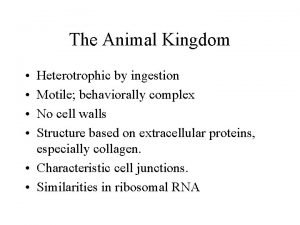 The Animal Kingdom Heterotrophic by ingestion Motile behaviorally