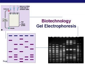 Biotechnology Gel Electrophoresis Regents Biology 2006 2007 Many