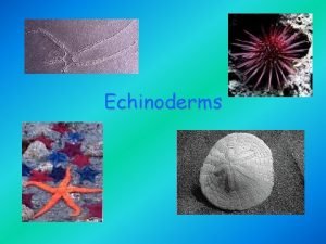Echinodermata means