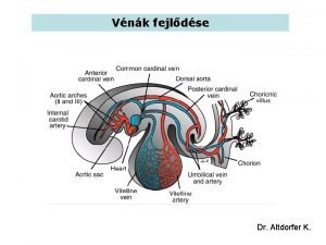 Vena brachiocephalica dextra