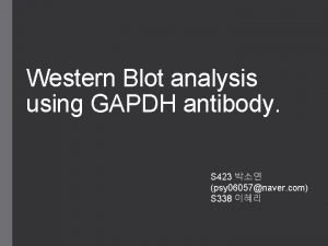 Western Blot analysis using GAPDH antibody S 423