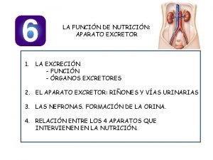 LA FUNCIN DE NUTRICIN APARATO EXCRETOR 1 LA