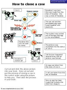 How to clone a cow Cow A KS