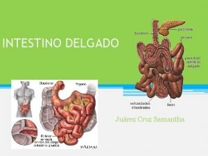 Partes intestino delgado