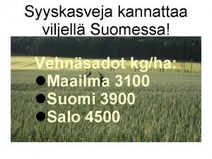 Syyskasveja kannattaa viljell Suomessa Vehnsadot kgha Maailma 3100
