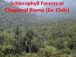 Schlerophylls