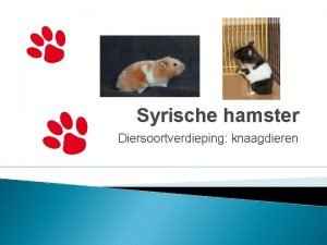 Syrische hamster Diersoortverdieping knaagdieren De Syrische hamster Ook