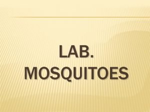 Mosquito palpi