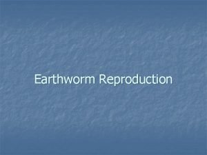 Earthworm Reproduction n Earthworms are hermaphrodites n Male