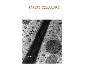 PARETE CELLULARE FUNZIONI DELLA PARETE CELLULARE Conferimento della